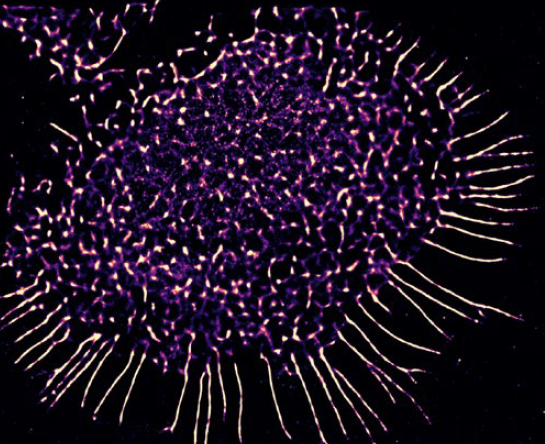 Una cellula T attivata osservata con la nanoscopia su chip fotonico_